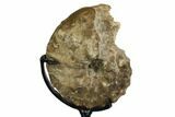 Cretaceous Ammonite (Mammites) Fossil with Metal Stand - Morocco #164231-3